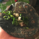 Doña Lola taught us how to make blue corn tortillas.